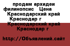 продам архидеи филинопсис › Цена ­ 400 - Краснодарский край, Краснодар г.  »    . Краснодарский край,Краснодар г.